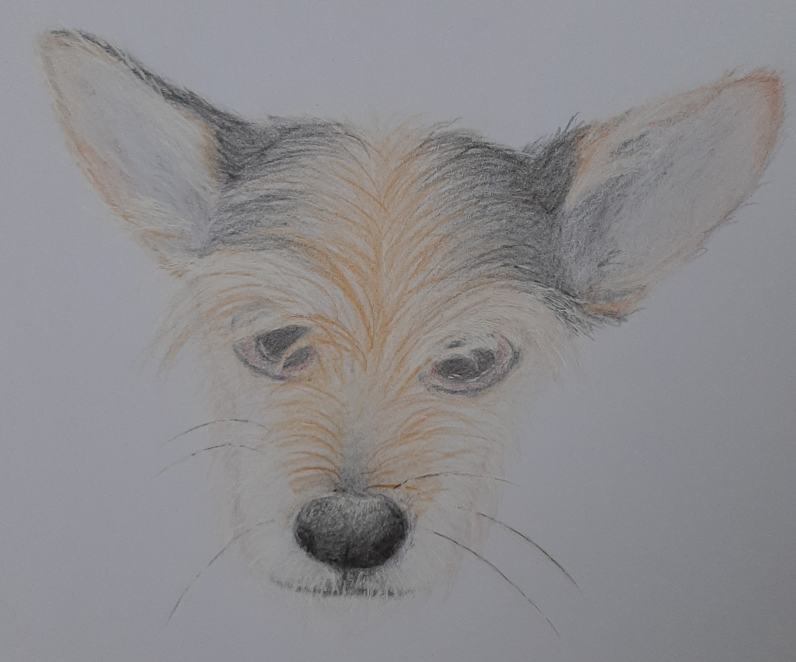 Pies - praca manualna